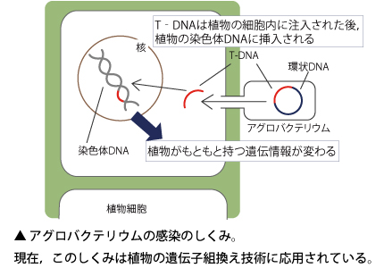 アグロバクテリウムの感染の仕組み ティーチア 教育応援プロジェクト