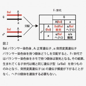 サイトピ図２